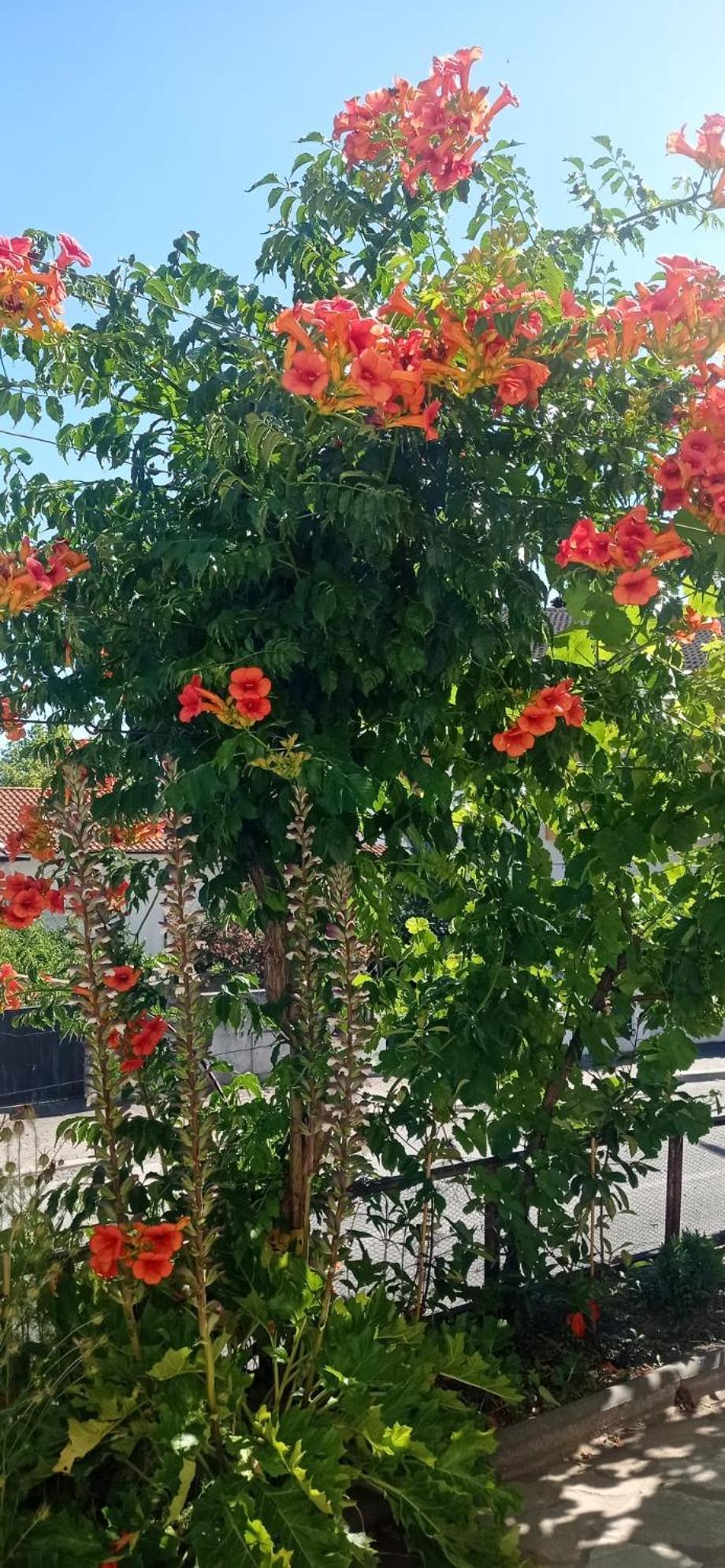 Alojamento Local Os Maias Mirandela Exteriör bild