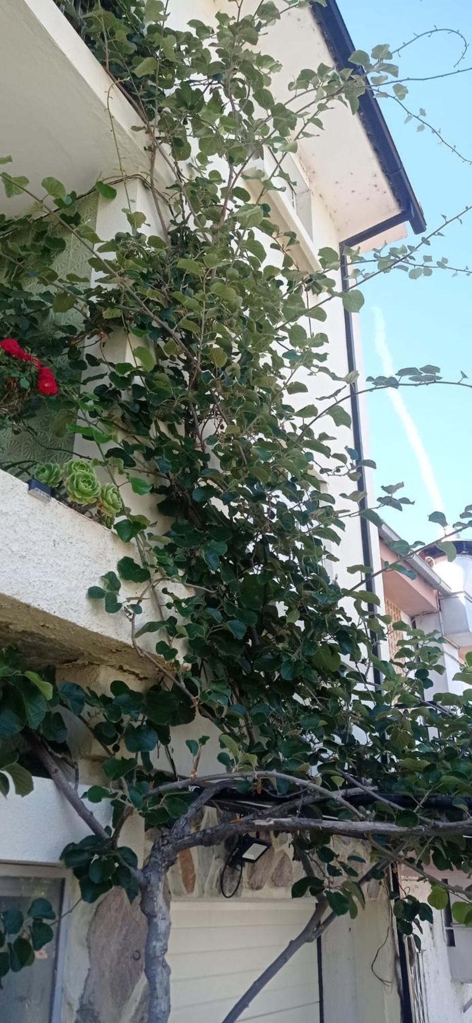 Alojamento Local Os Maias Mirandela Exteriör bild